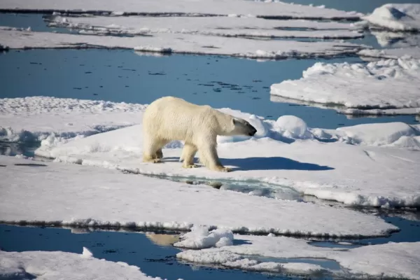 A polar bear walks across the arctic landscape.