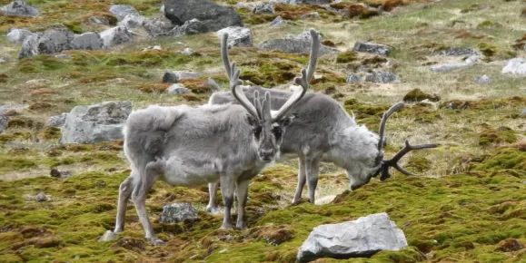 Reindeer feeding in the arctic.