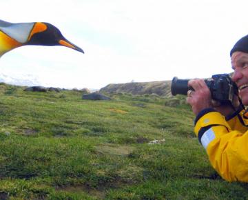 A man photographs a King Penguin at only a few feet away.
