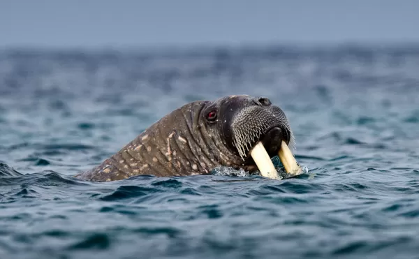 A walrus swim in the deep arctic waters.