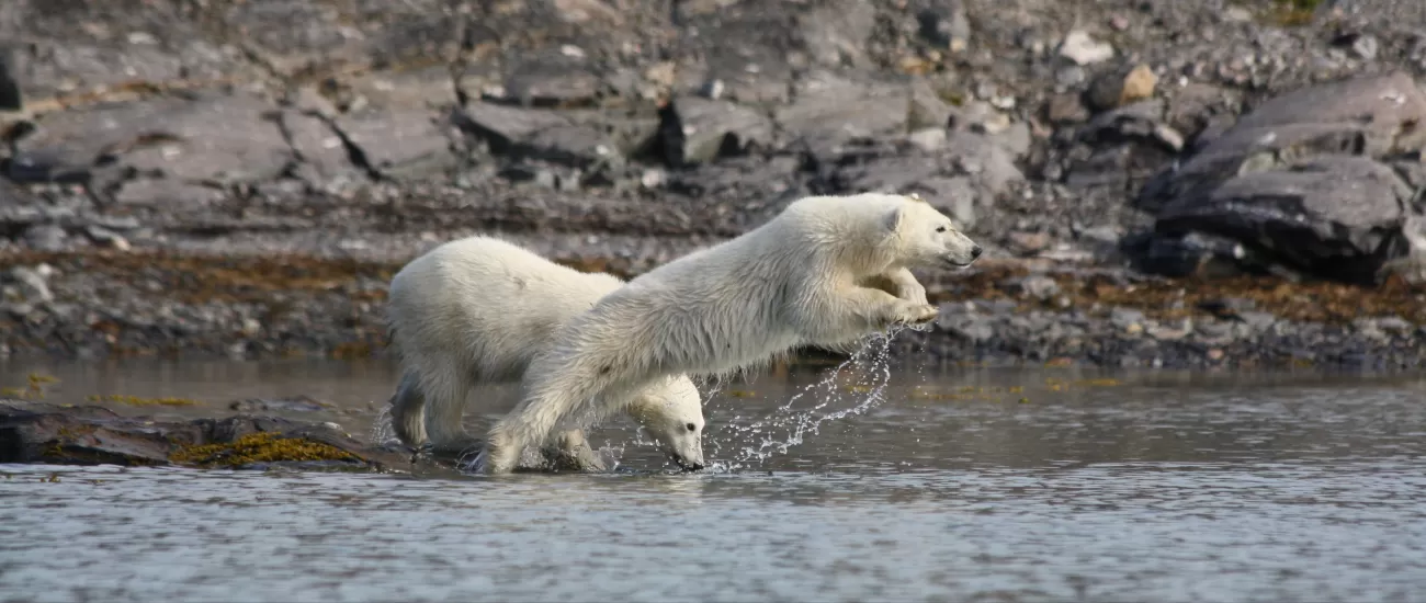 A polar bear jumps into the arctic water.