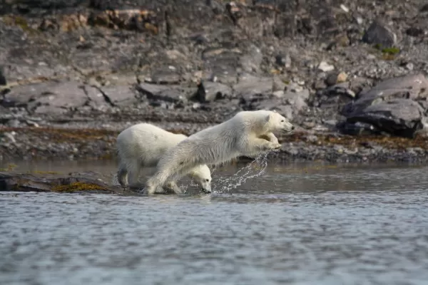 A polar bear jumps into the arctic water.