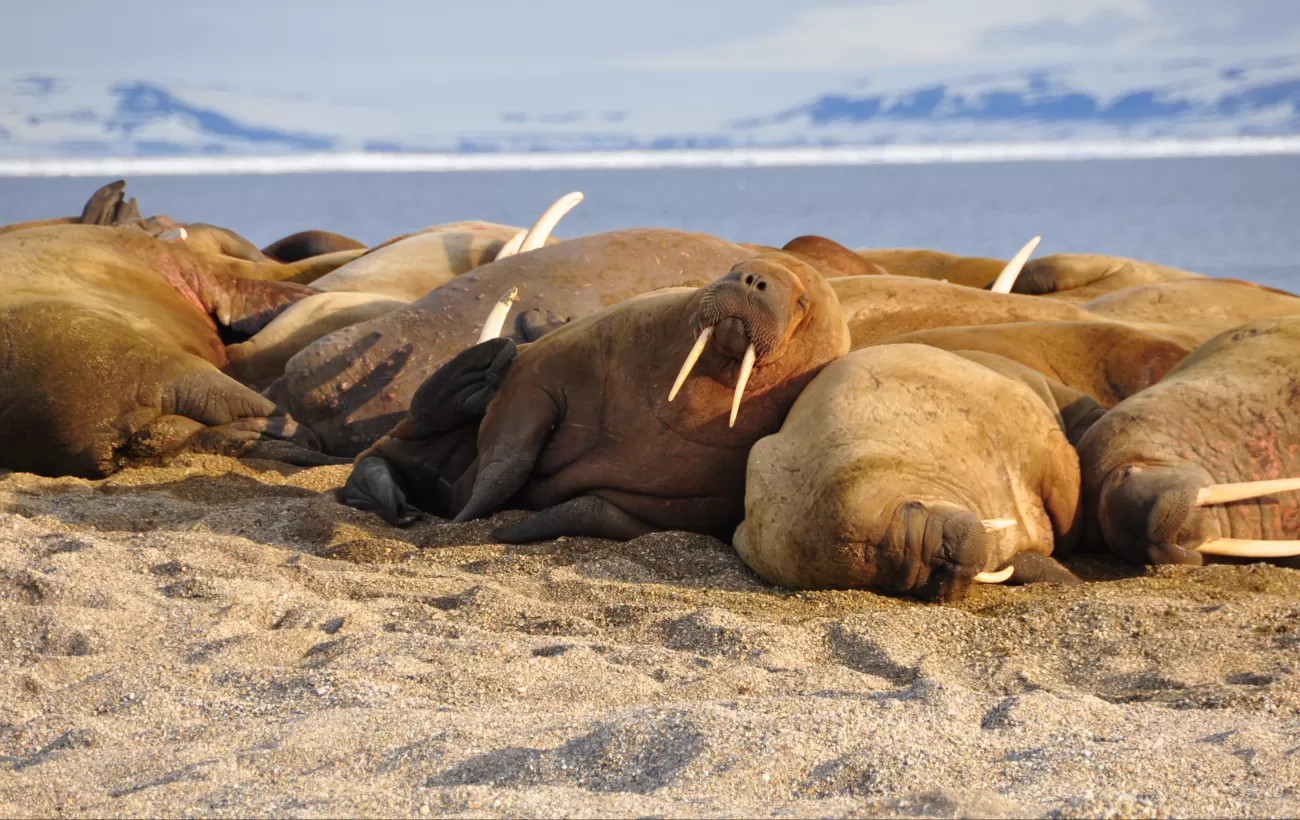 A group of walrus rest on the sand.