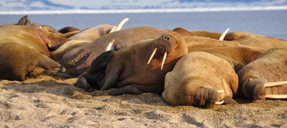 A group of walrus rest on the sand.