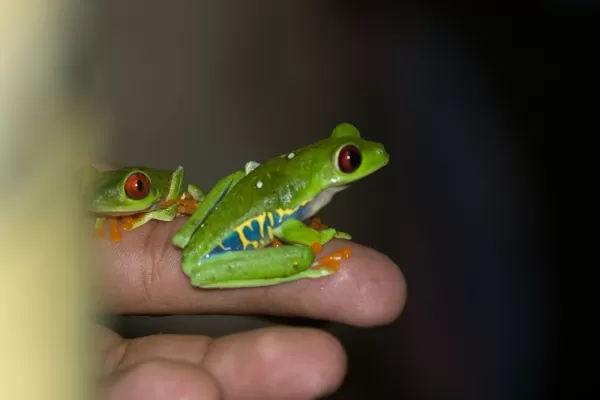 Frog-finding in Costa Rica