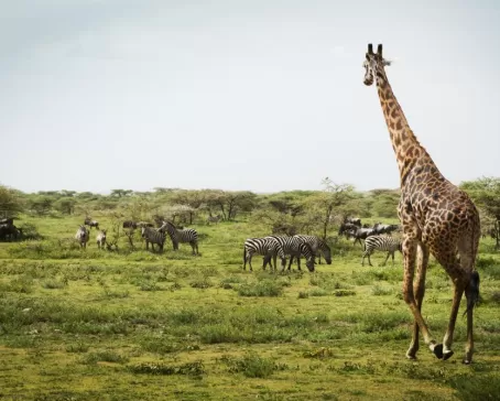 A variety of wildlife in Africa.