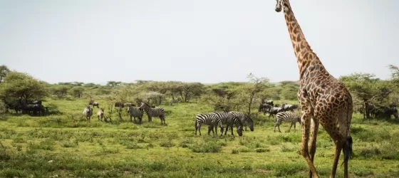 A variety of wildlife in Africa.