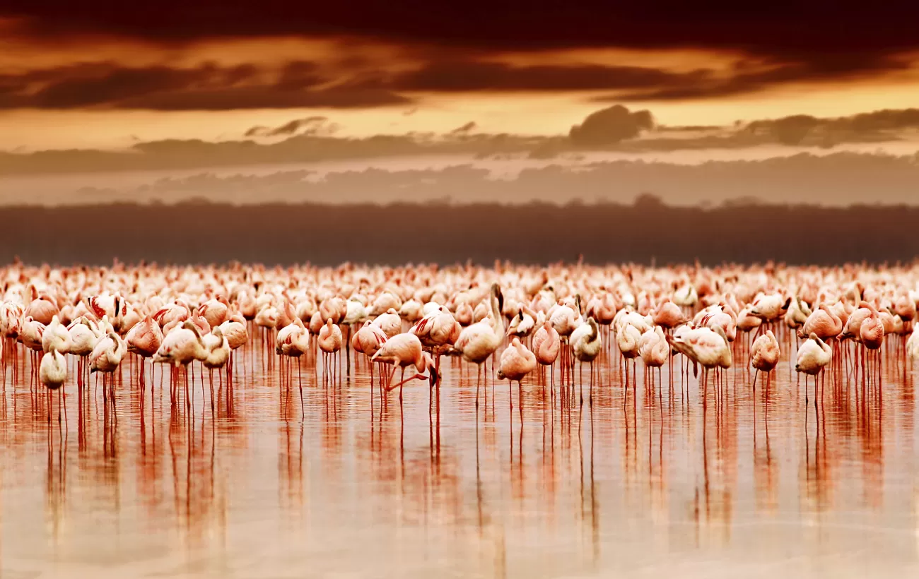 A flock of flamingos creates a pink reflection on the water