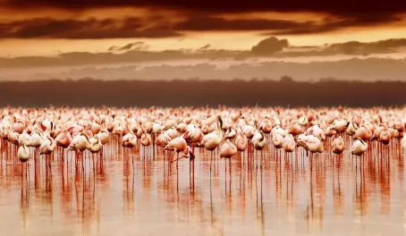 A flock of flamingos creates a pink reflection on the water
