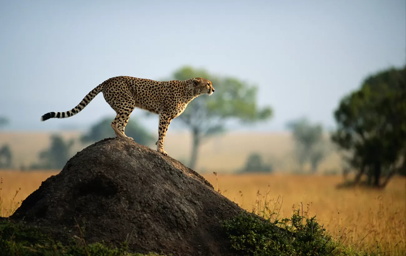 Tent at Legendary Serengeti Mobile Camp - Tanzania Safari Tours: Ultimate  Northern Circuit Package - Africa Endeavours