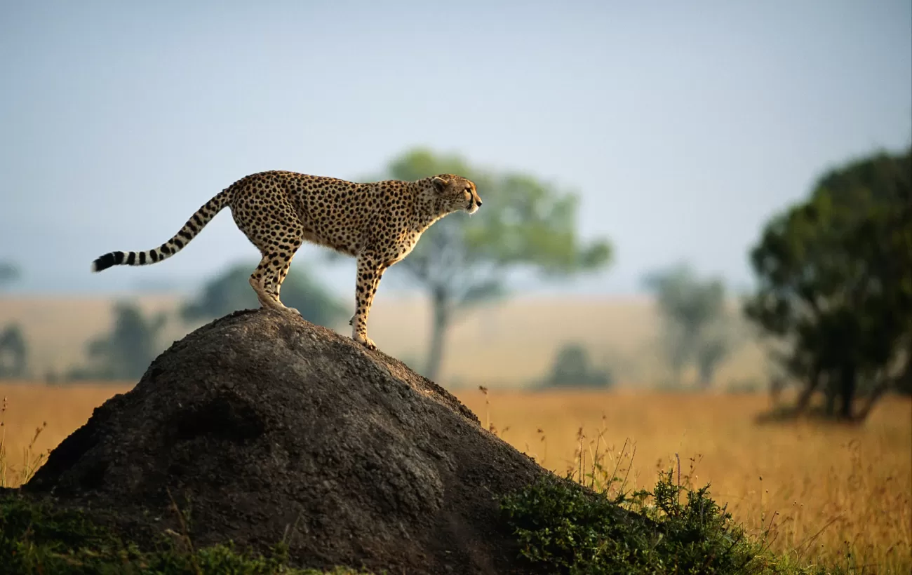 A cheetah scouts for prey