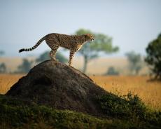A cheetah scouts for prey