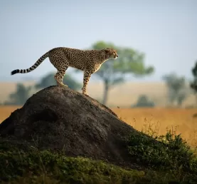 A cheetah scouts for prey