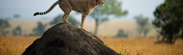 river cruises africa tours safaris african adventure travel