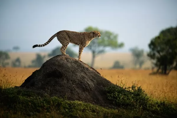 A cheetah scouts for prey