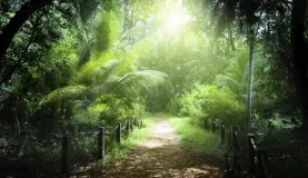 The sun lights up this beautiful tropical forest.