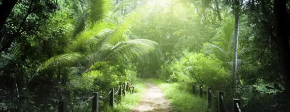The sun lights up this beautiful tropical forest.