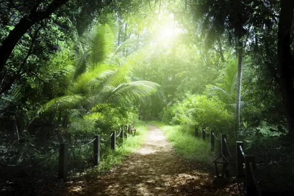 The sun lights up this beautiful tropical forest.
