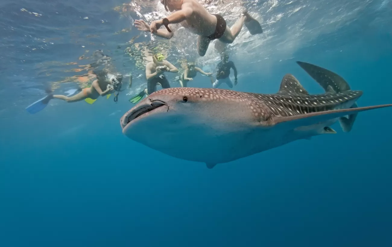 Snorkelers interacting with a friendly whale shark.