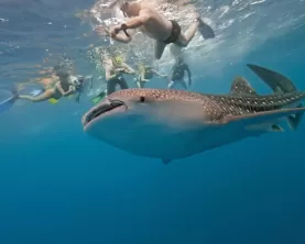 Snorkelers interacting with a friendly whale shark.