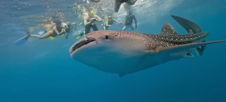 Snorkelers interacting with a friendly whale shark.
