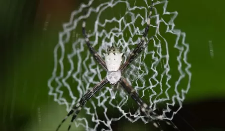 A beautiful spider and his web in the rainforest