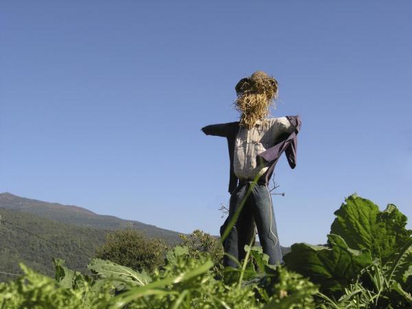Scarecrow they burn on NYE in Ecuador