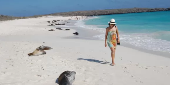 A woman walking on a white sandy beach spotted with sleeping seals.
