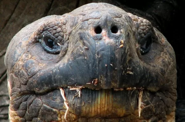 An upclose image of a giant tortoise's face.