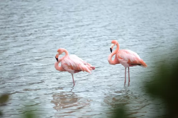 Two Flamingos stand in the calm water.