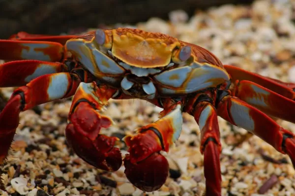 A Sally Lightfoot Crab stands on the rocks.