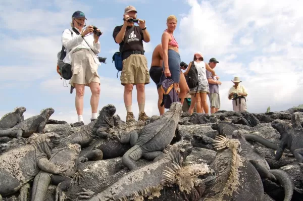 A group of travelers photograph the abundance of iguanas.