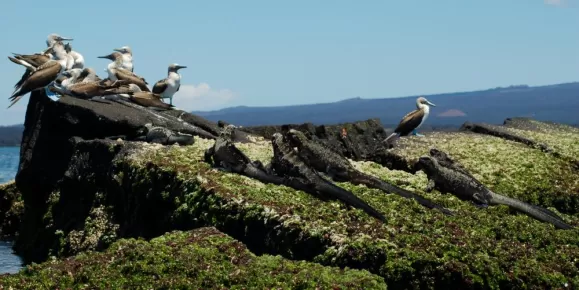 A group of Blue-footed Boobies sit on the rocks next to a group of iguanas.