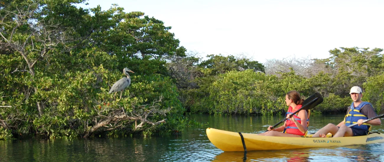 A kayaking trip to see the local bird life of the Galapagos.
