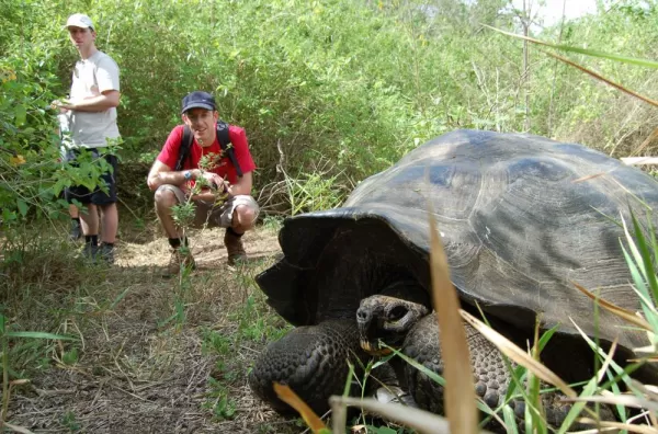 Travelers watch as a giant tortoise hides its head.
