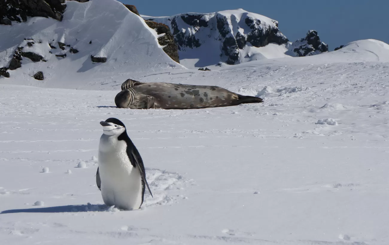 Two of Antarctica's locals