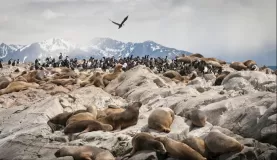 View the seal and cormorant colonies as you sail across the Beagle Channel 