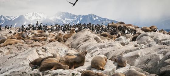 View the seal and cormorant colonies as you sail across the Beagle Channel