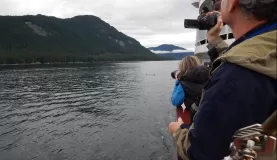 Orcas putting on a show for us