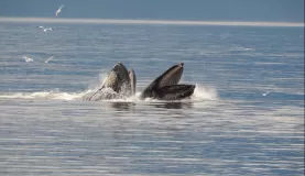 Whales bubble net feeding