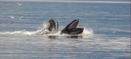 Whales bubble net feeding