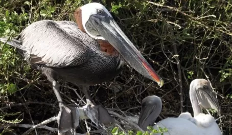 Pelicans nesting