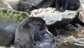 Alaskan bears feeding on salmon