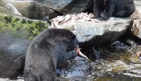 Alaskan bears feeding on salmon