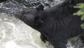 Alaskan bears