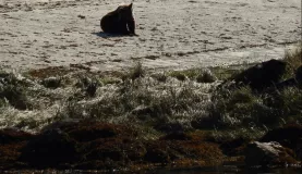 Brown bear in Alaska