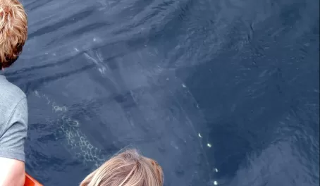 Humpback whale curiously examines our ship