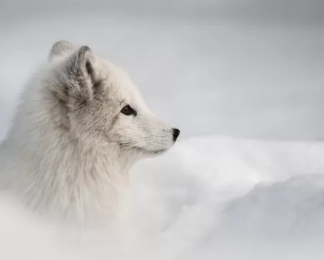 An Arctic fox gazes across the landscape