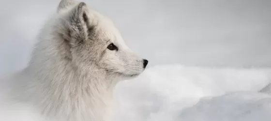An Arctic fox gazes across the landscape