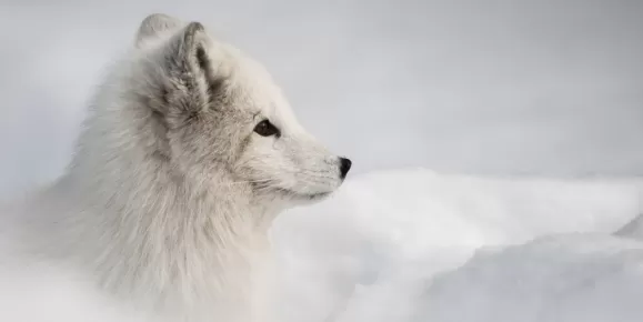 An Arctic fox gazes across the landscape
